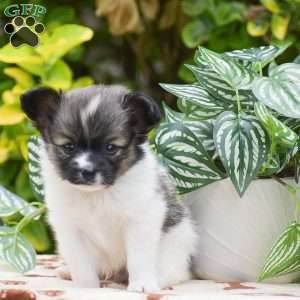 Fritz, Papillon Puppy
