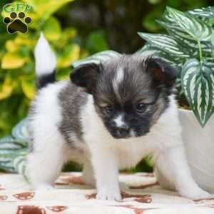 Fritz, Papillon Puppy