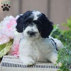 Theresa, Cockapoo Puppy