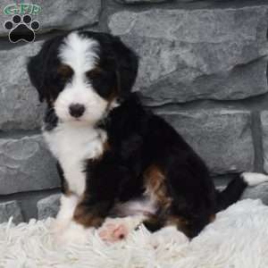 Cinnamon, Mini Bernedoodle Puppy