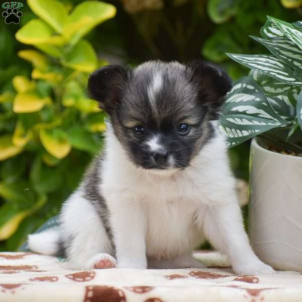 Fritz, Papillon Puppy