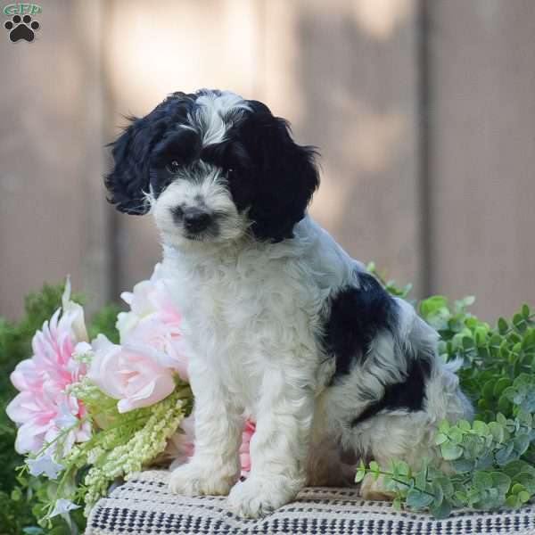 Theresa, Cockapoo Puppy