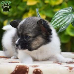 Fritz, Papillon Puppy