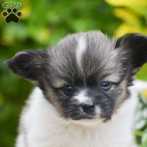 Fritz, Papillon Puppy