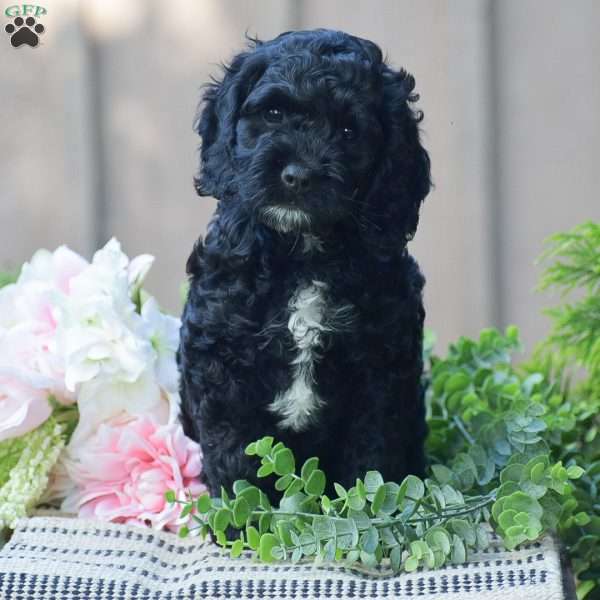 Titus, Cockapoo Puppy