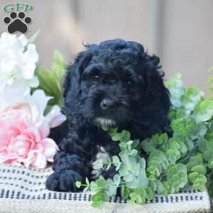 Titus, Cockapoo Puppy