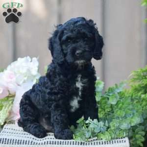 Titus, Cockapoo Puppy