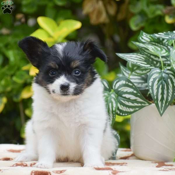 Freddie, Papillon Puppy