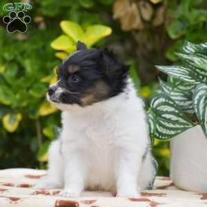 Freddie, Papillon Puppy