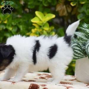 Freddie, Papillon Puppy