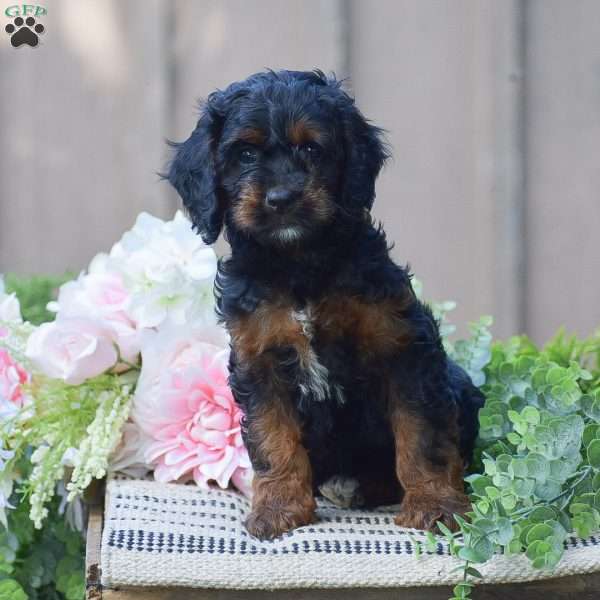 Tracy, Cockapoo Puppy