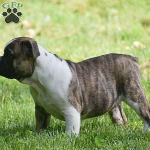 Aurora, Olde English Bulldogge Puppy