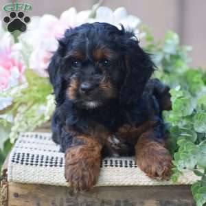 Tracy, Cockapoo Puppy