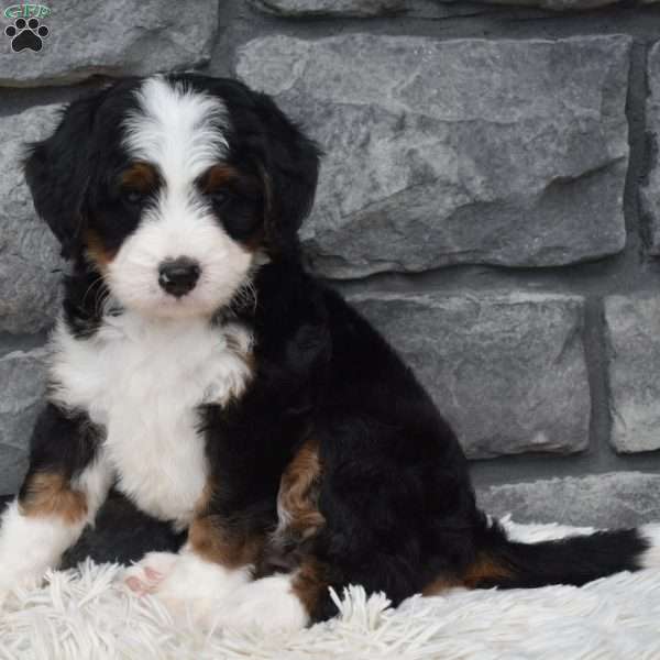 Cinnamon, Mini Bernedoodle Puppy