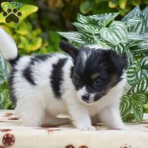 Freddie, Papillon Puppy