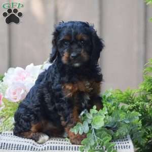 Tracy, Cockapoo Puppy