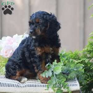 Tracy, Cockapoo Puppy
