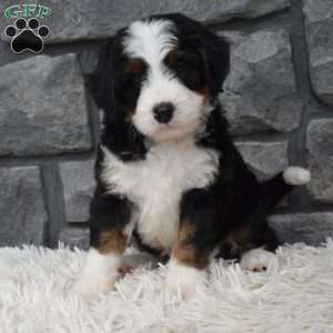 Cinnamon, Mini Bernedoodle Puppy