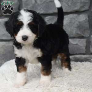 Cinnamon, Mini Bernedoodle Puppy