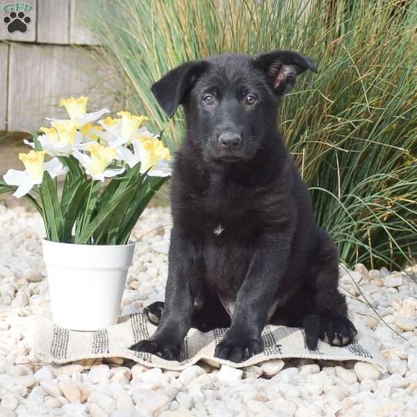 Claire, German Shepherd Puppy