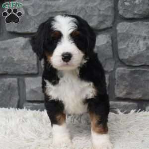Cinnamon, Mini Bernedoodle Puppy