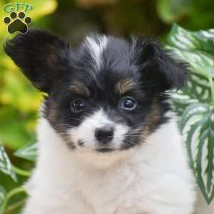 Freddie, Papillon Puppy