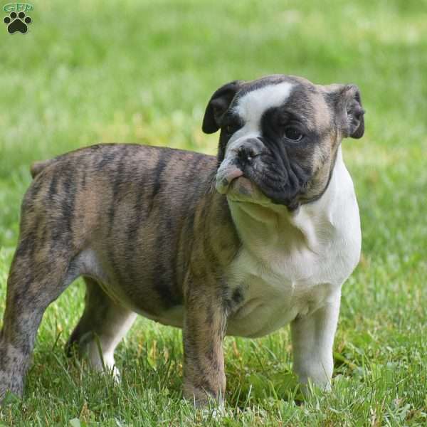 Aurora, Olde English Bulldogge Puppy