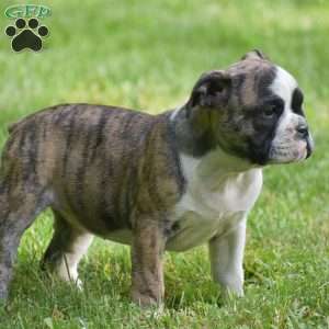 Aurora, Olde English Bulldogge Puppy