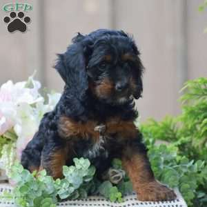 Tracy, Cockapoo Puppy