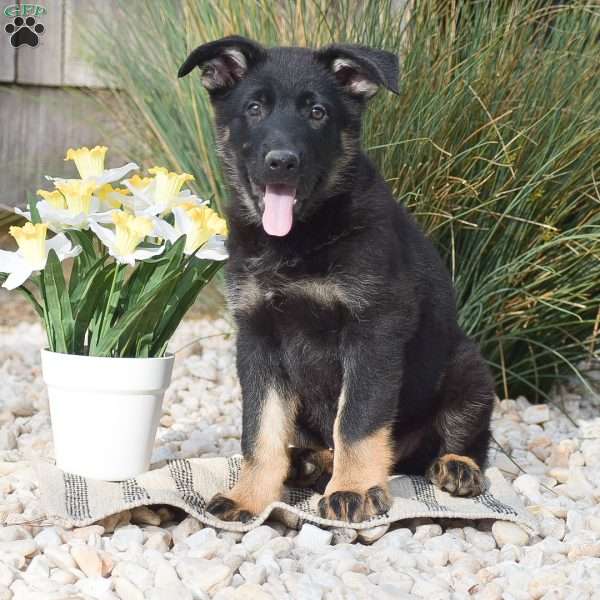 Cash, German Shepherd Puppy