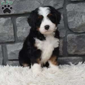 Cinnamon, Mini Bernedoodle Puppy
