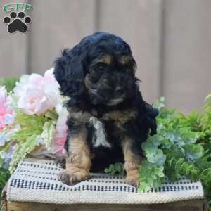 Terry, Cockapoo Puppy