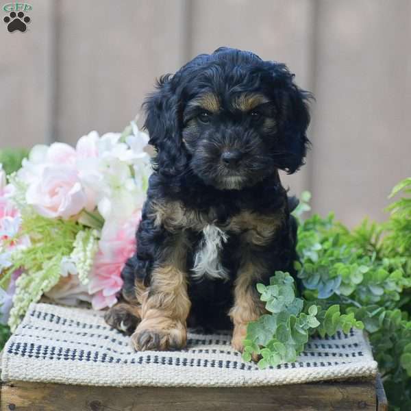 Terry, Cockapoo Puppy
