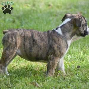 Aurora, Olde English Bulldogge Puppy