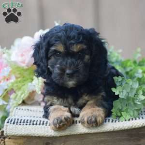 Terry, Cockapoo Puppy