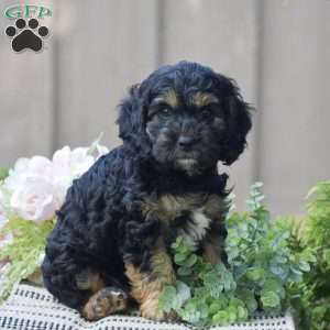 Terry, Cockapoo Puppy