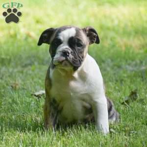 Aurora, Olde English Bulldogge Puppy