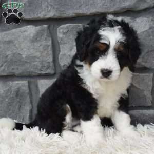 Carly, Mini Bernedoodle Puppy