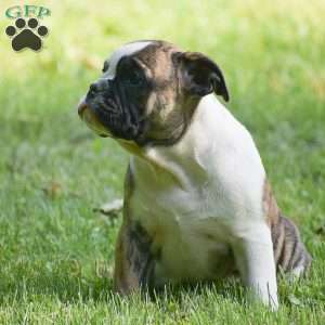 Aurora, Olde English Bulldogge Puppy
