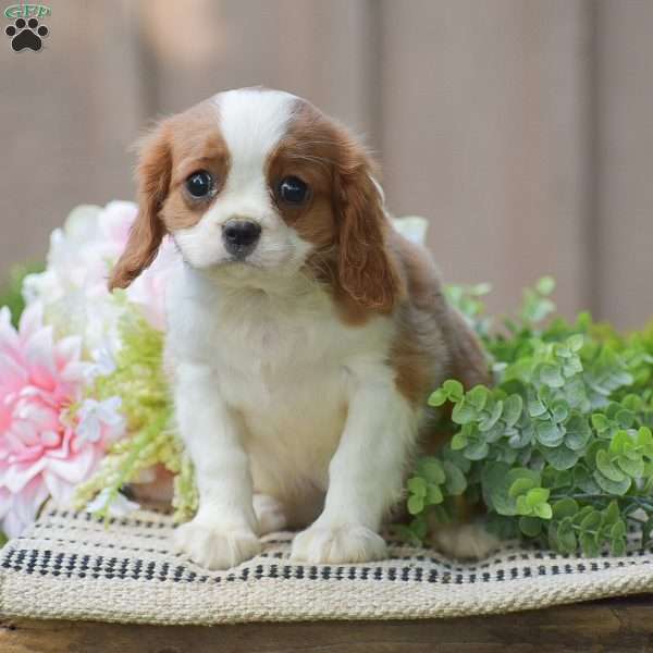 Bella, Cavalier King Charles Spaniel Puppy