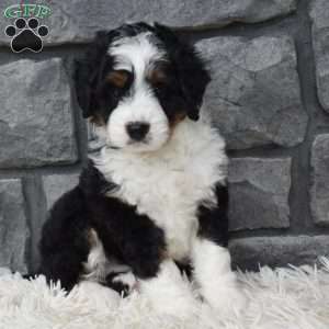 Carly, Mini Bernedoodle Puppy