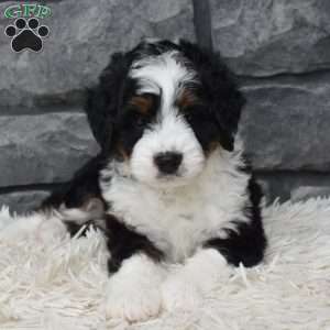 Carly, Mini Bernedoodle Puppy