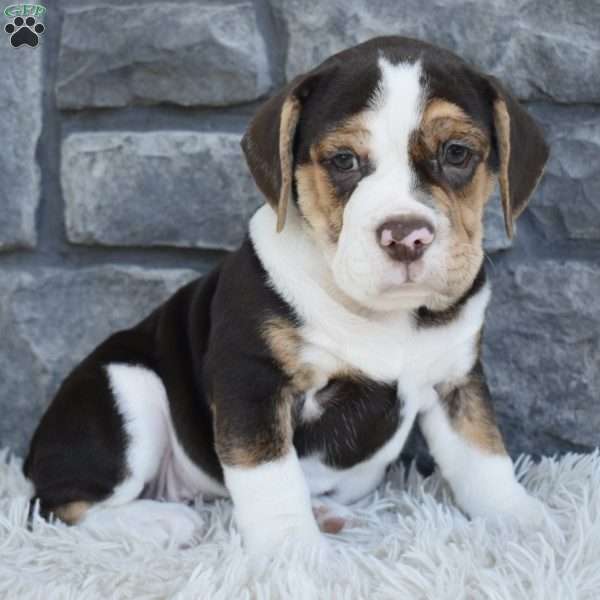 Biscuit, Beabull Puppy