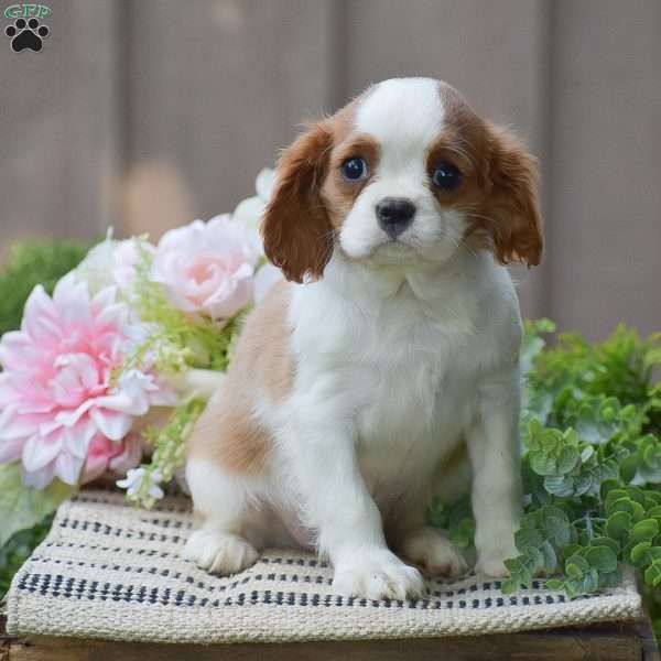 Buster, Cavalier King Charles Spaniel Puppy