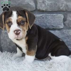 Biscuit, Beabull Puppy