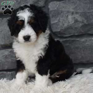 Carly, Mini Bernedoodle Puppy