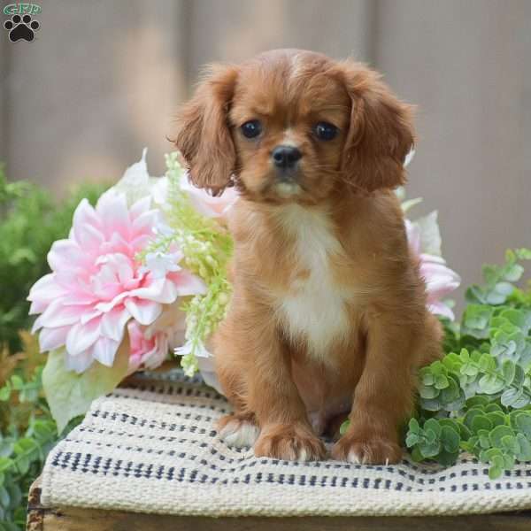 Benny, Cavalier King Charles Spaniel Puppy