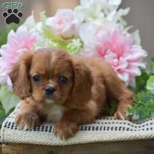 Benny, Cavalier King Charles Spaniel Puppy