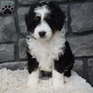 Carly, Mini Bernedoodle Puppy