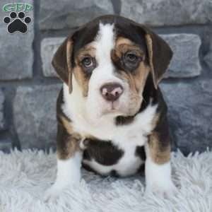 Biscuit, Beabull Puppy